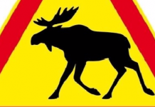 Suomen motoristit huolissaan peurakannan kasvusta